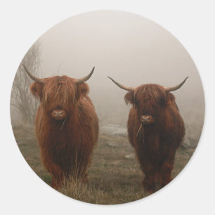 Highland Cattle Fog Photo Classic Round Sticker