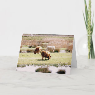 Highland Cattle Grazing Card