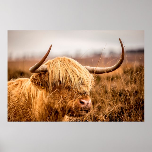HIGHLAND CATTLE POSTER (Front)