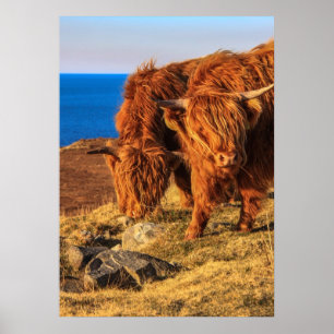 Highland Cattle Poster/Print Poster