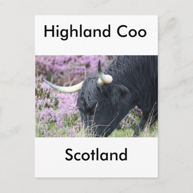Highland Coo Postcard (Front)