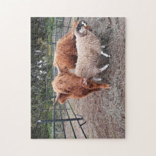 Highland Coos et Sheep Jigsaw Puzzle