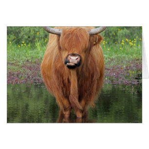 Highland cow