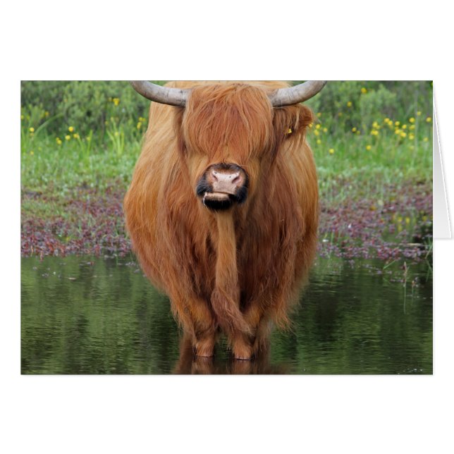 Highland cow (Front Horizontal)