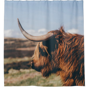 HIGHLAND COW