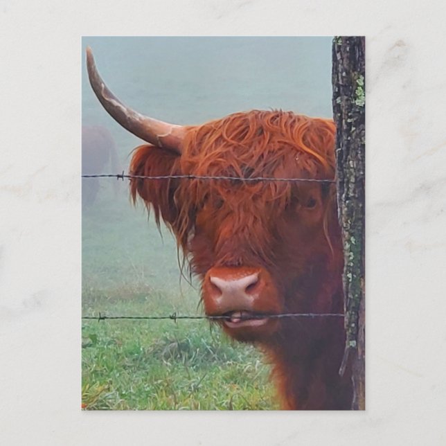 Highland Cow Biting A Wire Fence Postcard (Front)