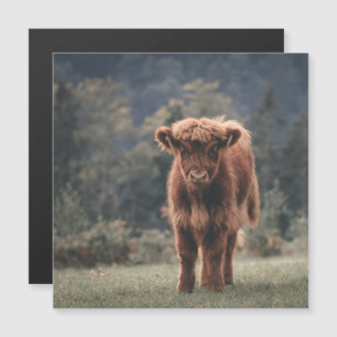 Highland cow calf autumn grass field
