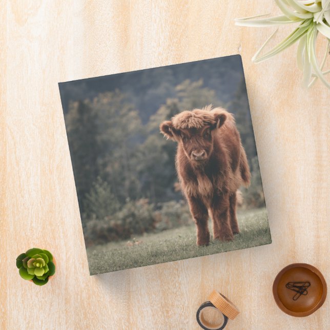 Highland cow calf autumn grass field binder (In Situ)