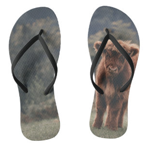 Highland cow calf autumn grass field flip flops