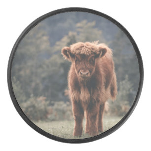 Highland cow calf autumn grass field hockey puck