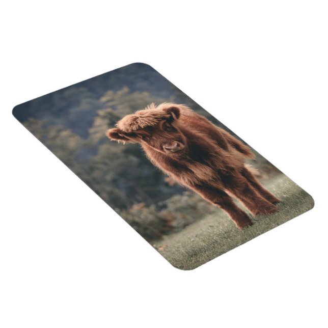 Highland cow calf autumn grass field magnet (Right Side)