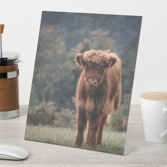 Highland cow calf autumn grass field pedestal sign (In SItu)