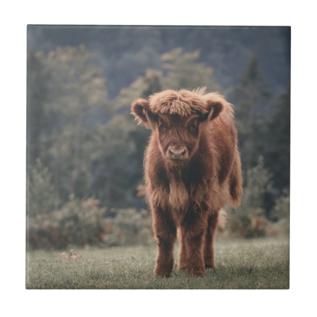 Highland cow calf autumn grass field tile (Front)