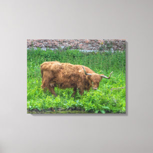 Highland cow canvas print