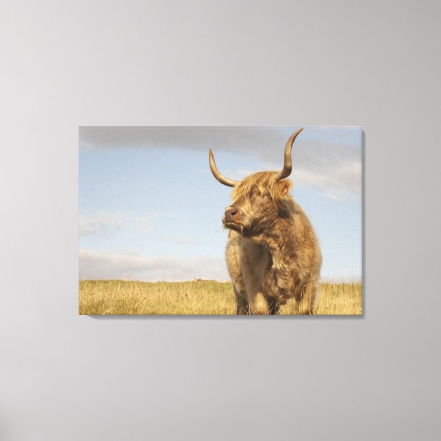 Highland Cow Canvas Print (Front)