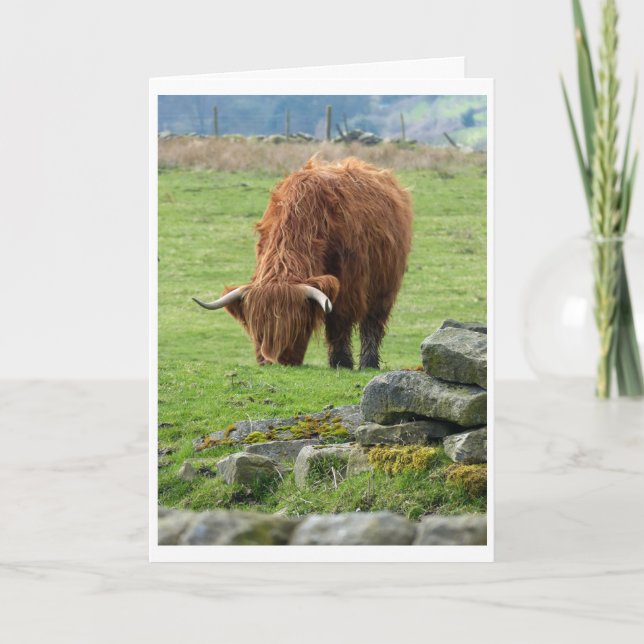 Highland cow card (Front)