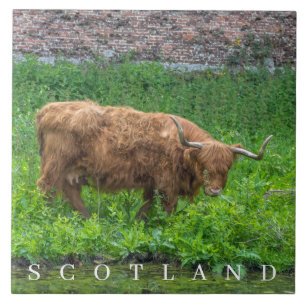 Highland Cow ceramic tile
