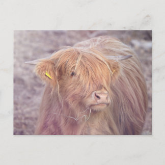 Highland Cow, Highland Cattle Postcard
