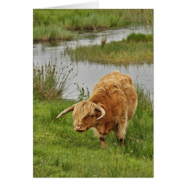 Highland Cow in Grass (Front)
