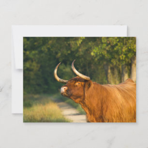Highland cow in the forest at sunset postcard