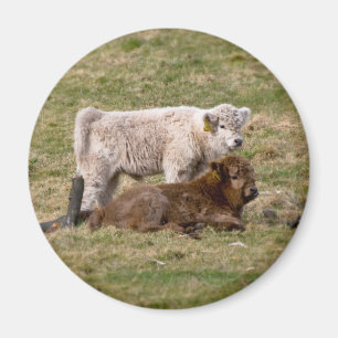 Highland Cow Magnet