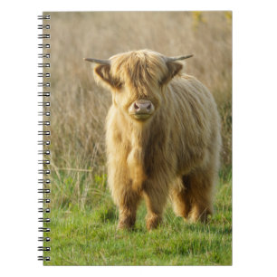 Highland Cow Notebook