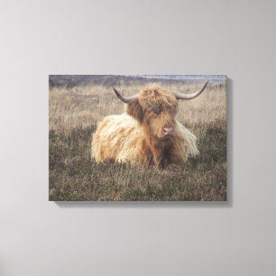Highland Cow on Dartmoor Canvas Print