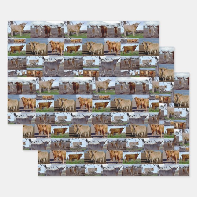 Highland Cow Photo Collage, Gift Wrap Sheets, (Set)