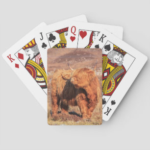 Highland Cow Playing Cards