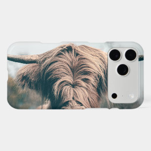 Highland cow portrait