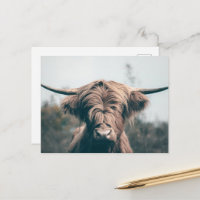Highland cow portrait