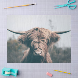 Highland cow portrait tissue paper