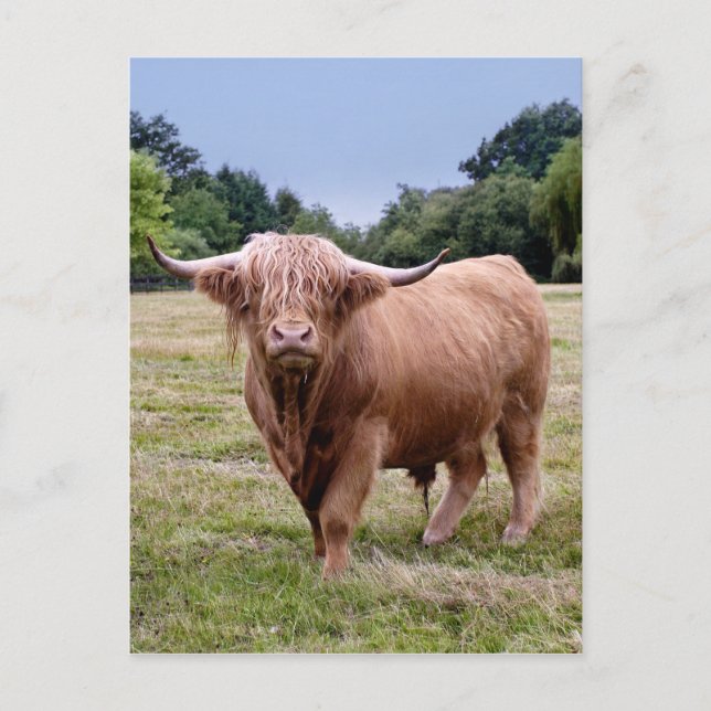 Highland Cow Postcard (Front)