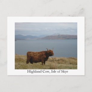 Highland cow postcard