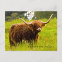 Highland Cow Postcard