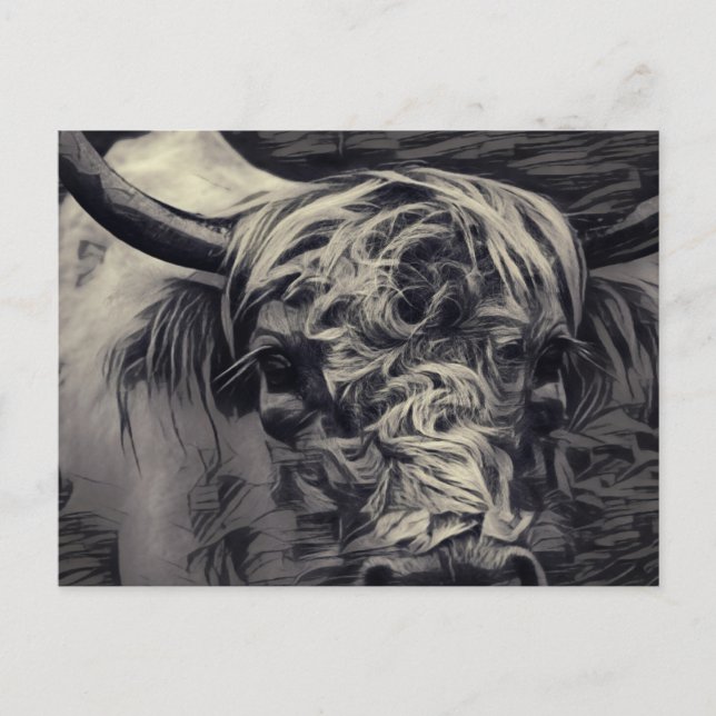 Highland Cow Postcard (Front)