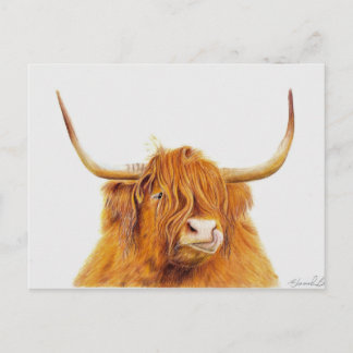 Highland cow postcard