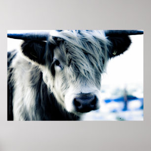 Highland Cow Poster