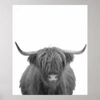Highland Cow Scotland Rustic Black White