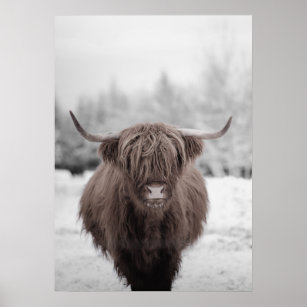 Highland Cow Scotland Rustic Farm Poster 