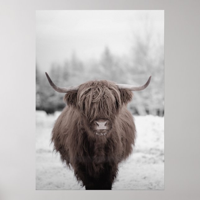Highland Cow Scotland Rustic Farm Poster  (Front)