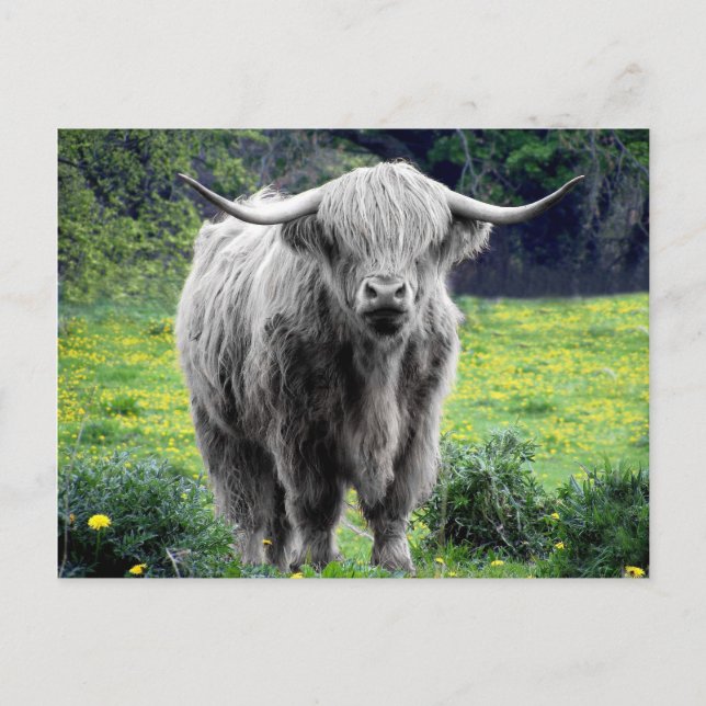Highland Cow Scotland Rustic Postcard (Front)