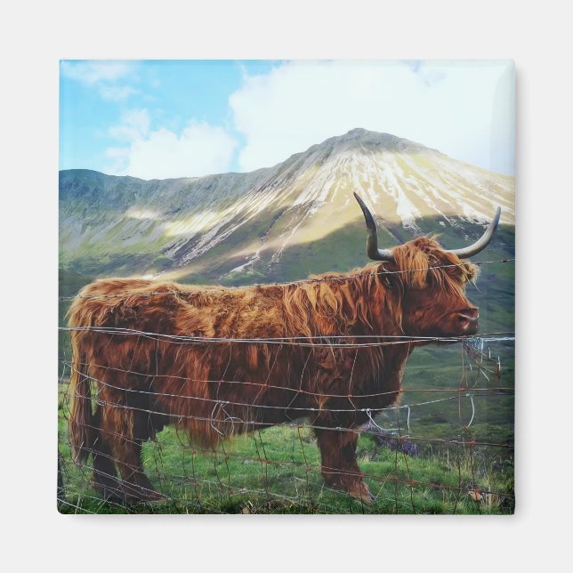 Highland Cow Square Magnet - Scottish Wildlife (Front)