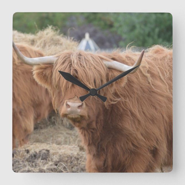 Highland Cow Square Wall Clock (Front)