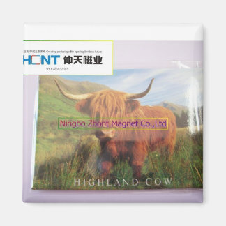 HIGHLAND COW--tin fridge magnet