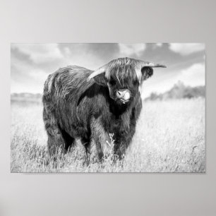 Highland cow tongue lick black and white poster