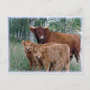 Highland Cow with Calves Postcard