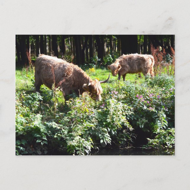 Highland Cows Grazing. Glasgow, Scotland. Postcard (Front)