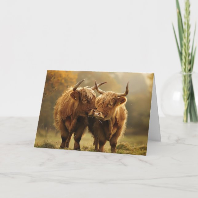 Highland Cows in love Postcard  (Front)