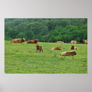 Highland Cows Poster